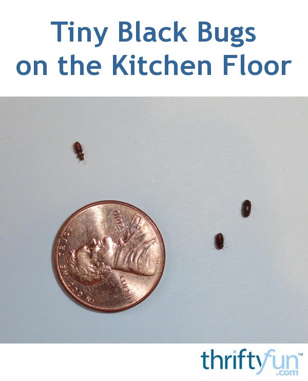 Tiny Beetles In Kitchen
